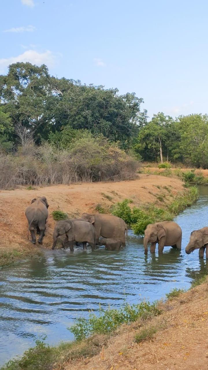Udawalawa Safari House Hotel Udawalawe Ngoại thất bức ảnh